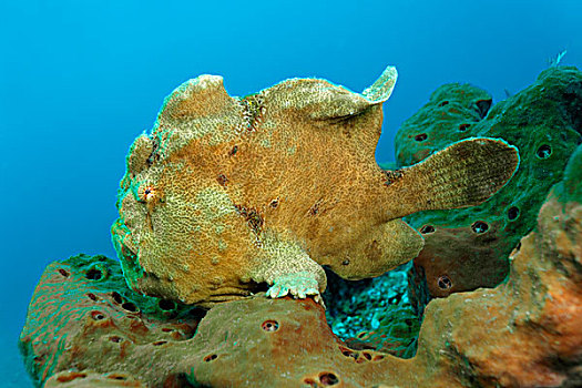 巨大,襞鱼,海绵,珊瑚礁,巴厘岛