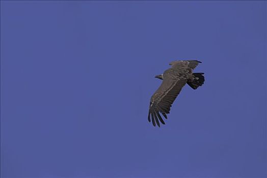 粗毛秃鹫,兀鹫,空中
