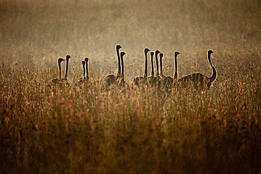 鸵鸟,鸵鸟属,骆驼,群,草,自然保护区,南非