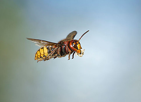 大黄蜂,欧洲大黄蜂,飞行