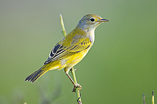 黄色,鸣禽,美洲黄莺,女性,加拉帕戈斯群岛,厄瓜多尔