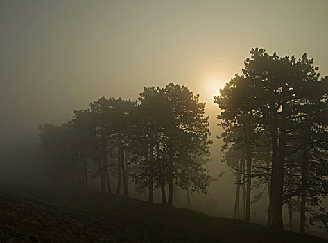松树,雾,日出,山,地区,巴登符腾堡,德国,欧洲