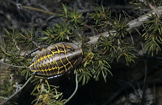 蟑螂,澳大利亚