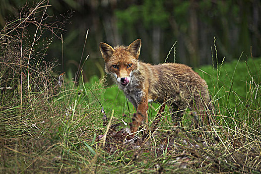 红狐,狐属,成年,杀,普通,雉,舔,鼻子,诺曼底
