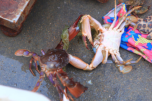 实拍渔码头海鲜市场,新鲜的螃蟹张牙舞爪游客疯抢
