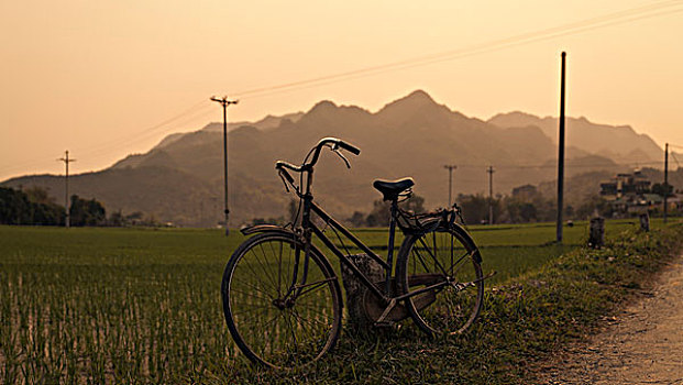 自行车,停放,靠近,稻田