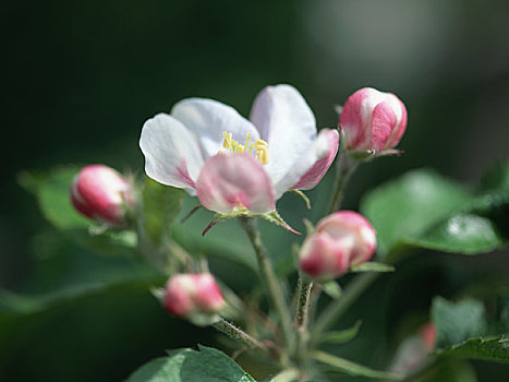 苹果花