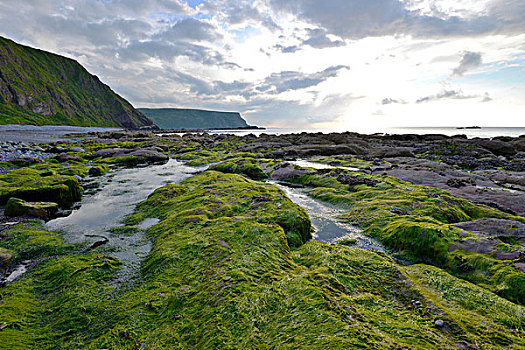 海边风景,海草,大石头,靠近,班夫郡,英国,苏格兰,欧洲