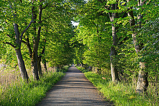 树林,道路,栗木树,自然保护区,黑森州,德国,欧洲