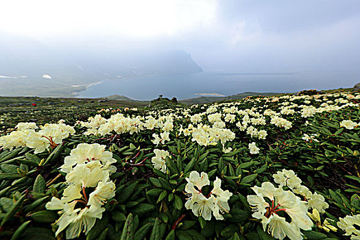 长白山高山杜鹃