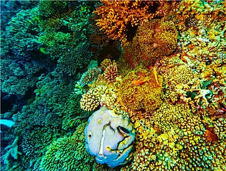 水下,珊瑚,背景