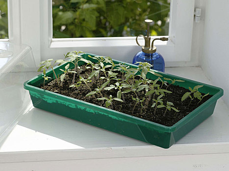 西红柿,种子,室内,温室,窗台