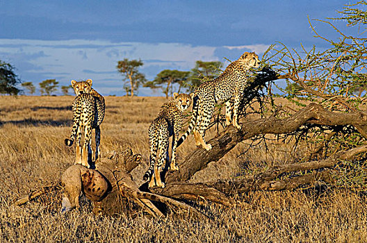 印度豹,猎豹,捕食,刺槐,恩格罗恩格罗,坦桑尼亚,非洲
