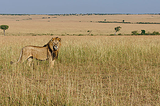 狮子,雄性,草地,马赛马拉,肯尼亚,非洲