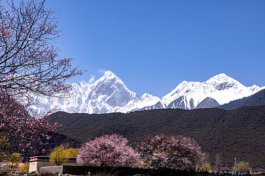 雪域春色