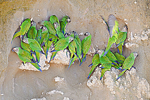 长尾鹦鹉,栖息,靠近,河,亚马逊地区,厄瓜多尔