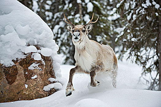 跑,驯鹿,驯鹿属,冬天,靠近,拉普兰,芬兰,欧洲