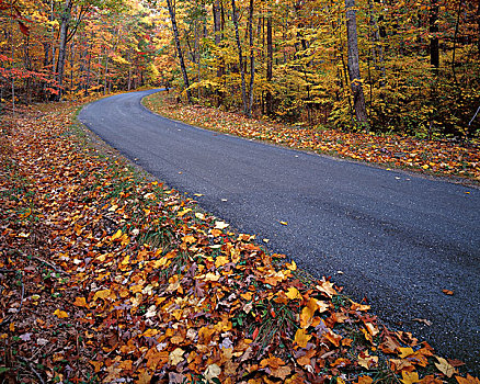 美国,弗吉尼亚,秋天,乔治-华盛顿,国家森林,大幅,尺寸