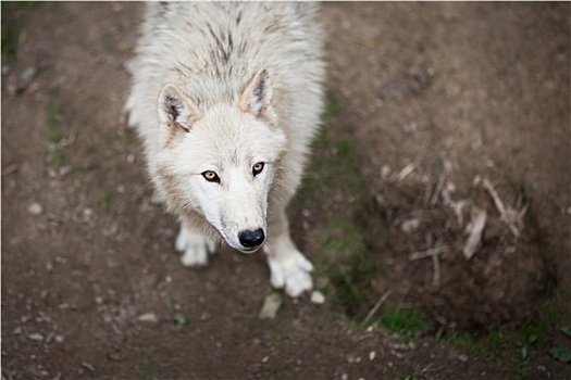 北极狼,极地,狼,白色,特写,头像,漂亮,食肉动物