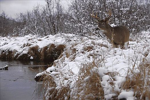 白尾鹿,公鹿,站立,雪,河岸