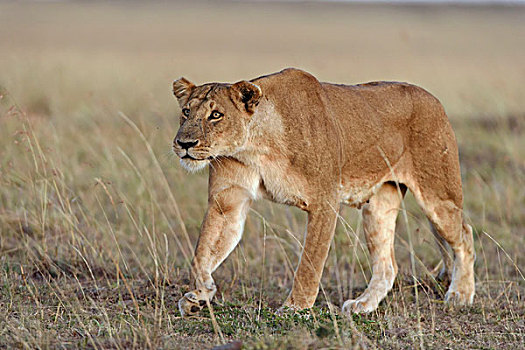 雌狮,狮子,接近,雄性,马赛马拉国家保护区,肯尼亚,非洲