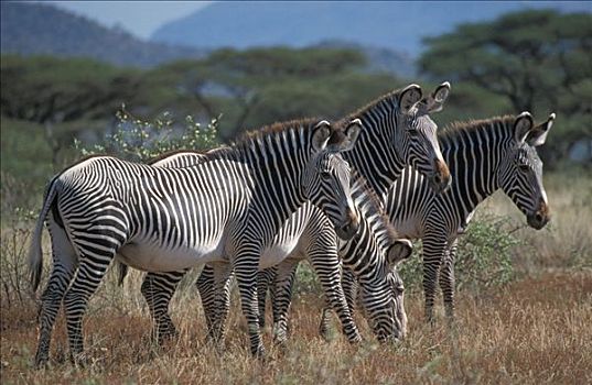 斑马,细纹斑马,肯尼亚,非洲