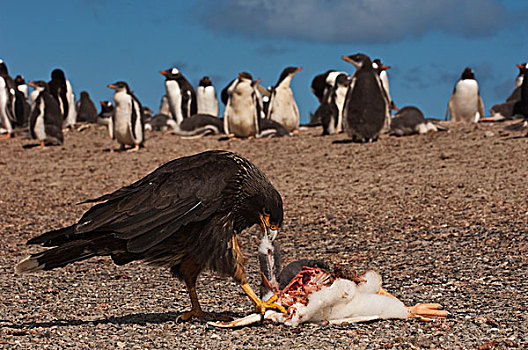 条纹,长腿兀鹰,巴布亚企鹅,幼禽,岛屿,福克兰群岛