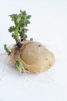 土豆,发芽,白色背景