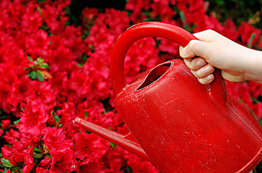 浇水,红花