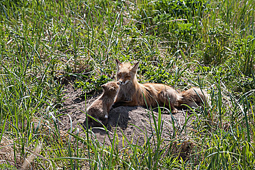 红狐,狐属,幼仔,靠近,窝,卡特麦国家公园,阿拉斯加