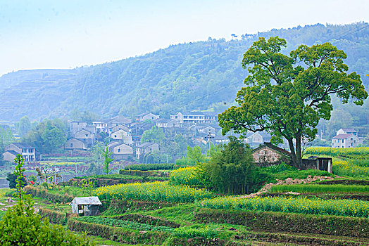 梯田,山村,春意