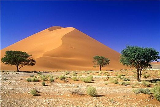 树,景色,沙漠,沙丘,索苏维来地区,纳米比亚