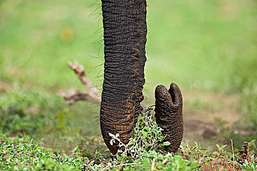 非洲象,进食,展示,象鼻,收集,植被,乔贝国家公园,博茨瓦纳