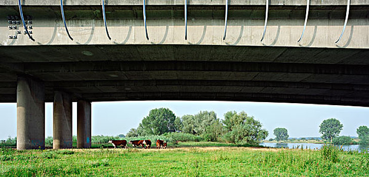 母牛,下面,高速公路