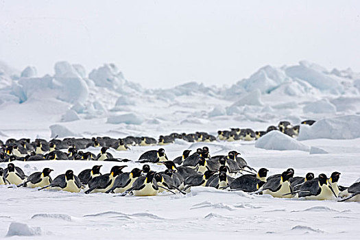 帝企鹅,企鹅,成年,多,雪,雪丘岛,南极半岛,南极