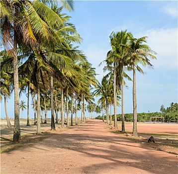 小路,热带沙滩,椰树