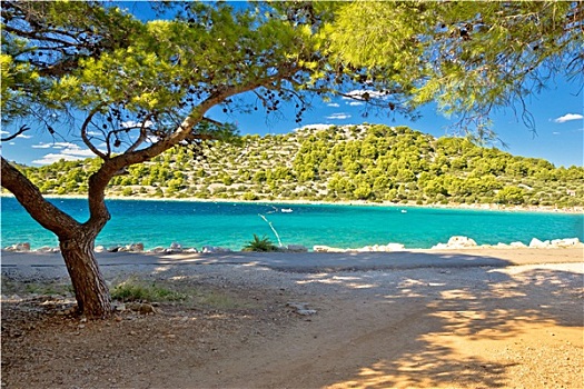 青绿色,松树,海滩,克罗地亚