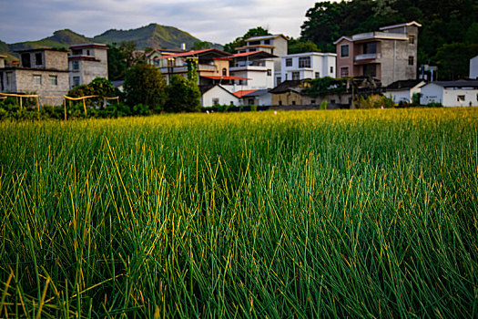 黄昏中的稻田
