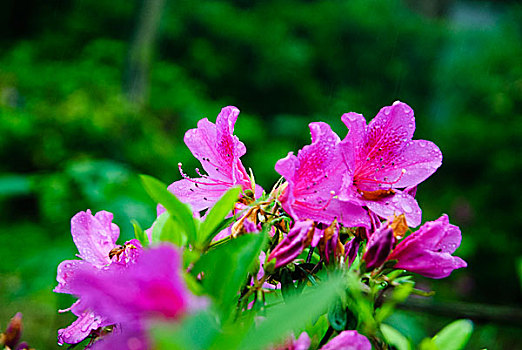 杜鹃花开