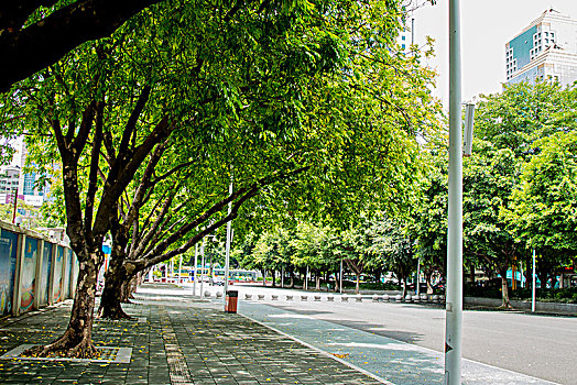 广州夏天的中午,蓝天白云绿树成荫