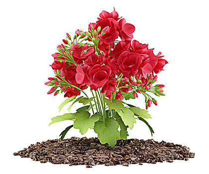 红色,天竺葵,花,隔绝,白色背景,背景,插画