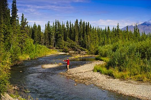 男人,飞钓,茴鱼,溪流,兰格尔圣伊莱亚斯,国家公园,阿拉斯加,夏天