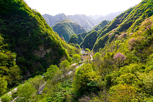 秦岭山春色