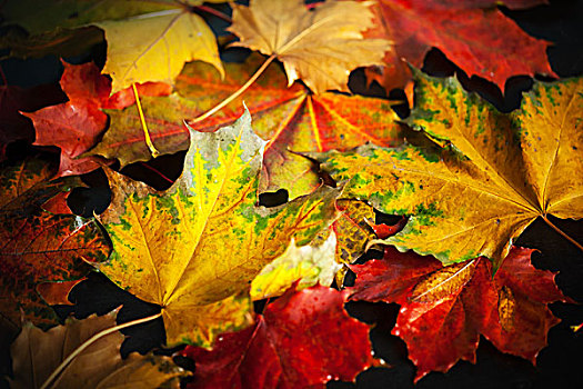彩色,秋天,湿,枫叶,黑色背景,背景