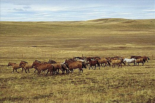 马,哺乳动物,阿根廷,高原,草原,牲畜