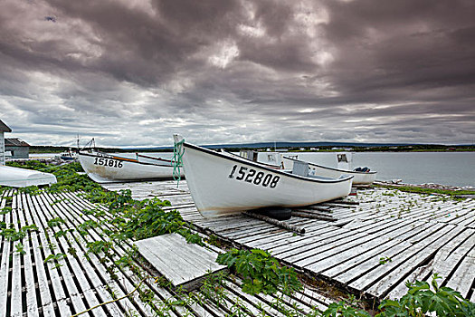 船,岸边,湾,纽芬兰,拉布拉多犬,加拿大