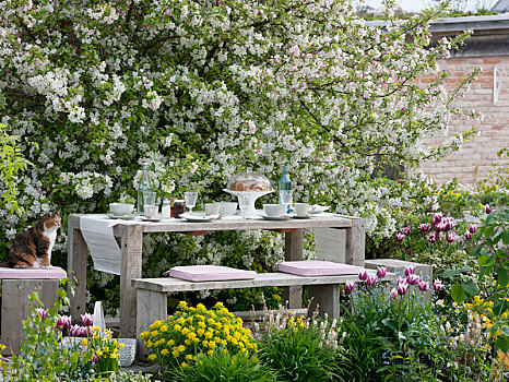 座椅,花坛,正面,苹果树,观赏苹果