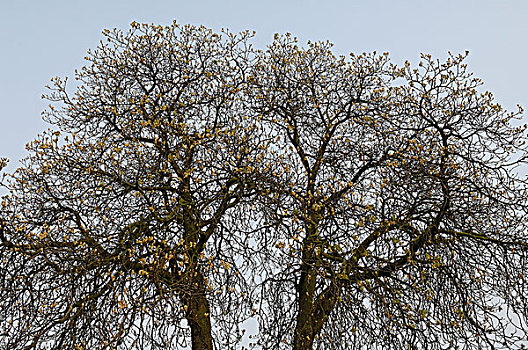 七叶树,欧洲七叶树,树,荷兰