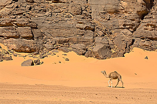 骆驼,旱谷,阿卡库斯,撒哈拉沙漠,费赞,利比亚