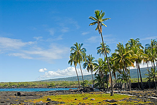 棕榈树,小树林,普吾可霍拉,霍那吾那吾,国家,历史,公园,夏威夷大岛,夏威夷